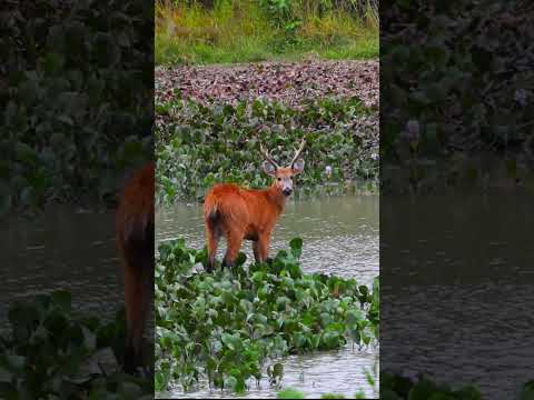 🌿 5 Tourist Attractions in Mato Grosso do Sul, Brazil You Must See!😍#shorts #travelshorts