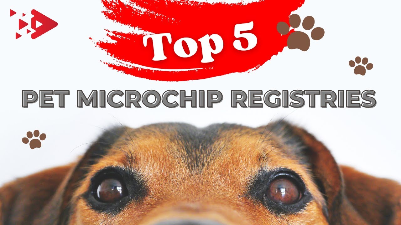 Which pet microchip company is best? Tipseri