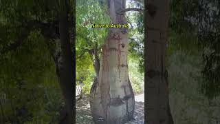 The Queensland Bottle Tree comes from the Land Down Under! #gardening #roots #plants #trees