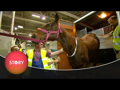 Als die Tiere fliegen lernten - Pferde und Löwen beim Check-in