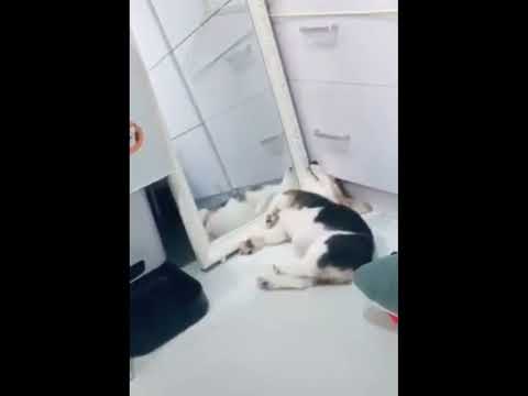 funniest animal videos of 2022 - funny golden retriever dogs and cutest golden puppies  V.18215 #fu