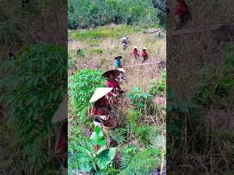 joget rindu ati maya ngetau bala ibuk sungai sedik