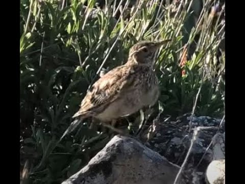 ALONDRA DUPONT | DUPONT´S LARK | Chersophilus