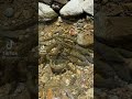 Nepal Fishing Fishes