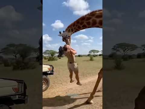 Giraffe Attack Shocks Tourists
