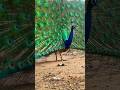 Peacock Dancing Mating Call When Peahen Arrives Slow Motion Moment Wildlifeentertainment