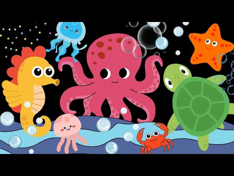 Ocean Wonders | Baby Sensory High Contrast Visual Stimulation with Music