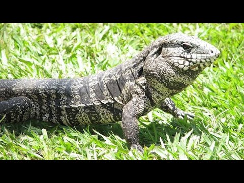Lagarto gigante de 2 metros  invade loja de conveniência e assusta cliente