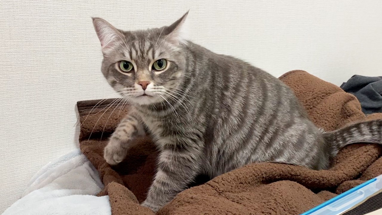 飼い主が寝る寸前に布団を占領し、ふみふみをご堪能する猫