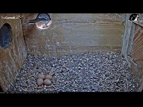 Snake Delivery! Male Kestrel Delivers Breakfast To Nest Box – April 20, 2020