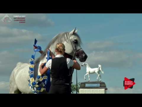 2nd PLACE N.85 LAWRENCE EL GAZAL - Chantilly 2017 European BC - Stallions Championship (Class 15)