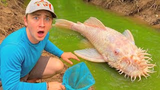 Netting RARE Aquarium Fish in a Tiny Creek!