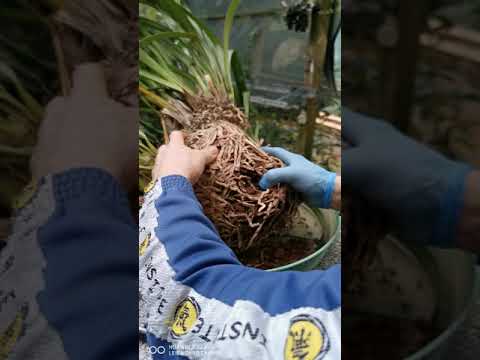 Rinvaso Cymbidium Parte 2