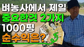 벼농사 1000평 농사지으면 얼마나 벌까요? 벼농사 노하우 2가지 이것입니다.