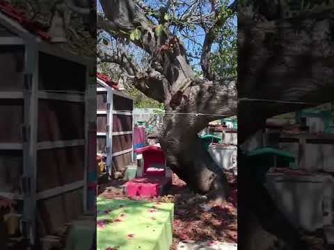 Video desde el Cementerio de San Sebastián Retalhuleu