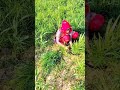 Sort Video ️ Meenu Prajapati