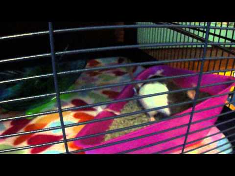 Our Young Rats Move Into Thier New Home.