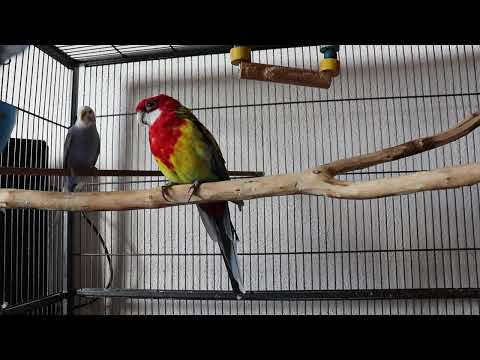 Parrot Coco is back (Rosella Papagei)
