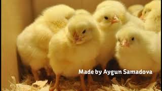 &#39;&#39;Jujalarim&#39;&#39; Interesting facts about the song (Aygün Kazımova &#39;&#39;Cücelerim&#39;&#39;)