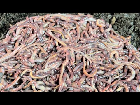 A New Breeder Bin Set Up Plus Clear Bins Yea or Nay?