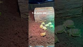 Baby sulcata tortoises #foryou #sulcatatortoise #sulcata #tortoise #swetlandtortoises #babytortoise