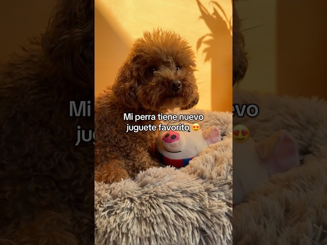 Vídeo relacionado con Pearhead Pet M.C. Hammy - Juguete para Perros de Navidad, Regalo para Mascotas, Juguete imprescindible para Las Fiestas