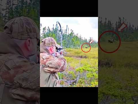 Big Moose Hunting Adventure Powerful Wilderness Hunt #MooseHunting #BigMoose #OutdoorLife #Wildlife