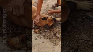 Download lagu Sedih Banget, Induk Anjing Ini Nggak Mau Anaknya Dikubur! 😢 #shorts mp3