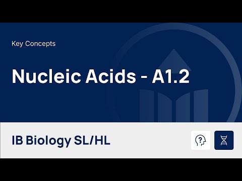 Nucleic Acids [IB Biology SL/HL]