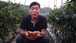 최고로 좋은 건고추 고르는 방법과 요즘 고추시세 얼마나 갈가요? (마지막 추비 한번 주시고 탄저병 총채벌레 …