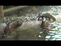 Detroit Zoo August 2012 Part 2
