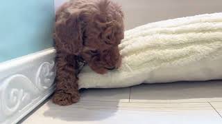 トイプードルの動画01