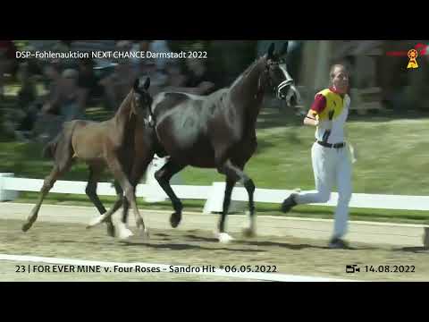 KN 24: Hengstfohlen v. Four Roses / Sandro Hit