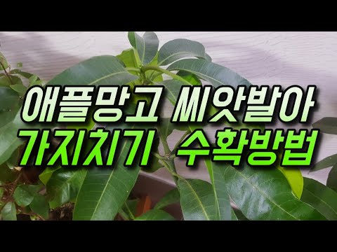 , title : '애플망고 씨앗 파종 가지치기 물관리 영양관리 수확방법 How to grow mango trees'