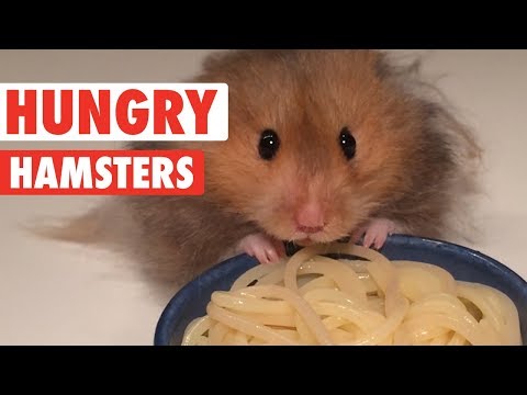 Hungry Hungry Hamsters | Funny Pet Videos 2018