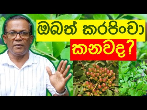 වසවිස නැතුව ගෙදර හදන්න ඕනම ගහක් |Karapincha | Curry Leaves | Ceylon Agri | Episode 113
