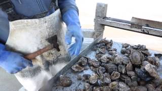 Harvesting oysters in Louisiana