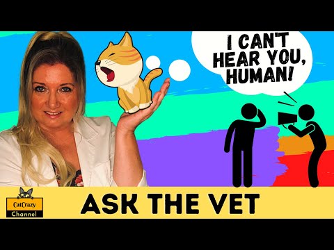 How to find out if my cat is deaf? - 😻 CatCrazy