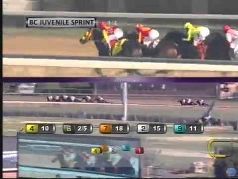 2011 Breeders Cup Juvenile Sprint - Secret Circle