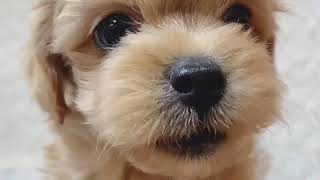 ハーフ犬の動画01