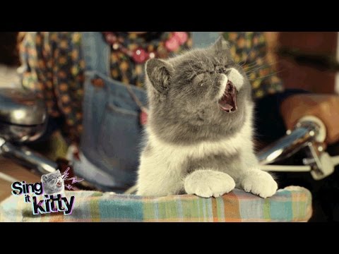 Jamie #SingItKitty