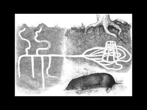 Magtesløs - The Mole