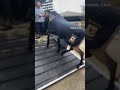 Ganz Elegant Von Golden Grey Nach Österreich Verkauft Horse Pony Pferdeundponysauspaderborn