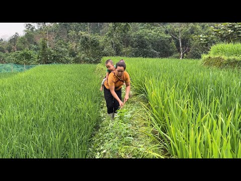 Plant bananas, clear grass in the fields | Family Farm Life