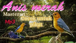 Download lagu paling dicari,suara Burung Anis merah,pikat ampuh, suara jernih MP3. mp3