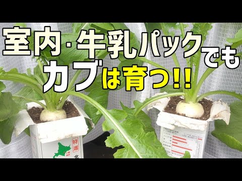 カブ 植物