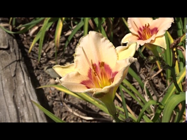 Hemerocallis var. Piano Man