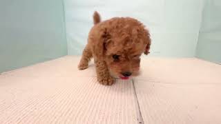 トイプードルの動画01