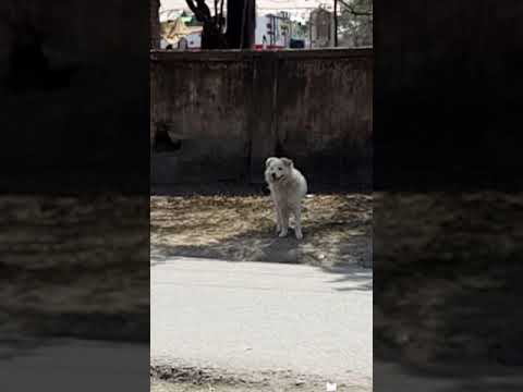 tujhko na dekhu to जी घबराता है। cute puppy video❤️। #shorts #dogs #NeelamBelwanshi