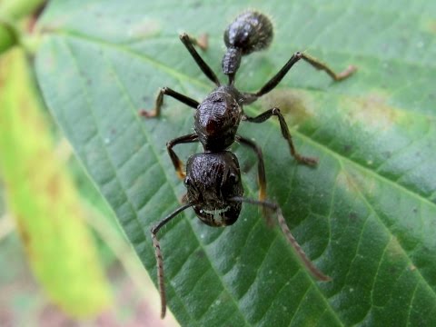 Holding a bullet ant (Paraponera clavata)